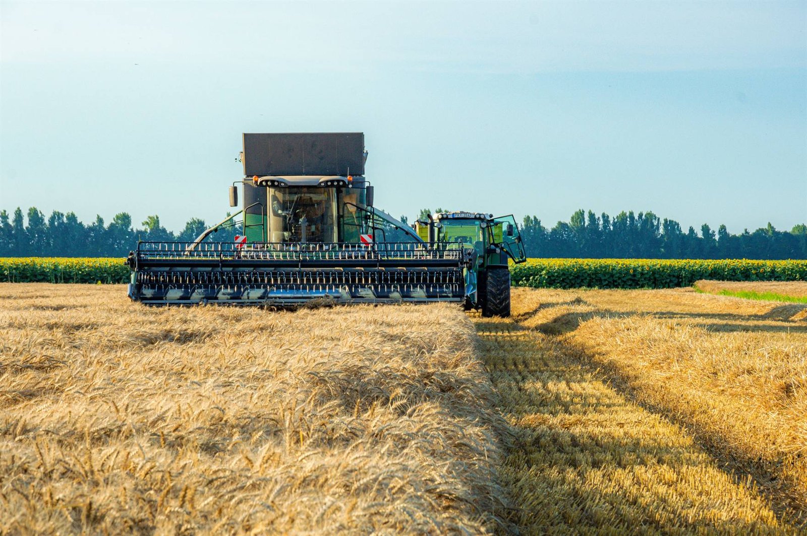 Combine harvester cutting a ripe wheat field beside a row of sunflowers